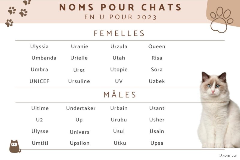 Quel nom donner à un chat en 2023 ?