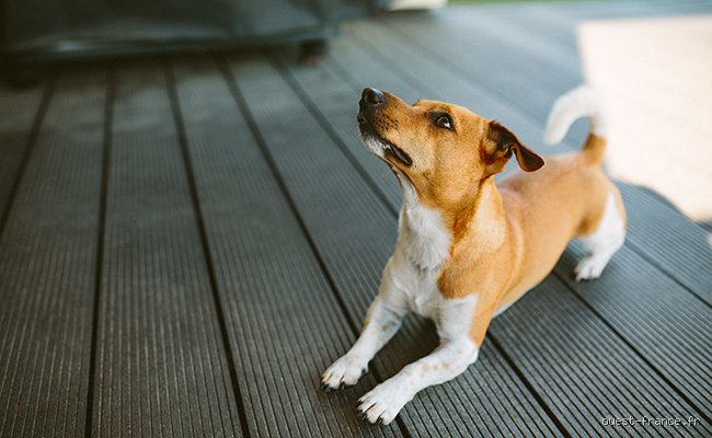 Quel petit chien n'aboie pas beaucoup ?