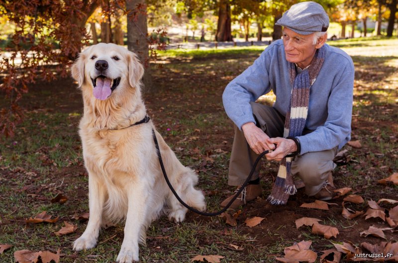 Quelle est la meilleure race de chien pour un retraité ? Le guide complet pour trouver votre compagnon idéal après 60 ans