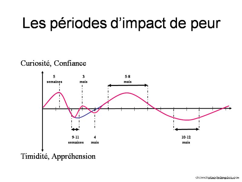Quelle est la période critique pour un chiot et pourquoi votre fenêtre d'action se referme-t-elle à 16 semaines ?