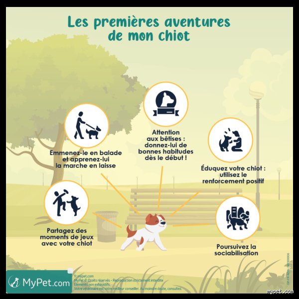 Quelle est la première chose à apprendre à un chiot pour construire une relation de confiance et éviter les bévues comportementales ?