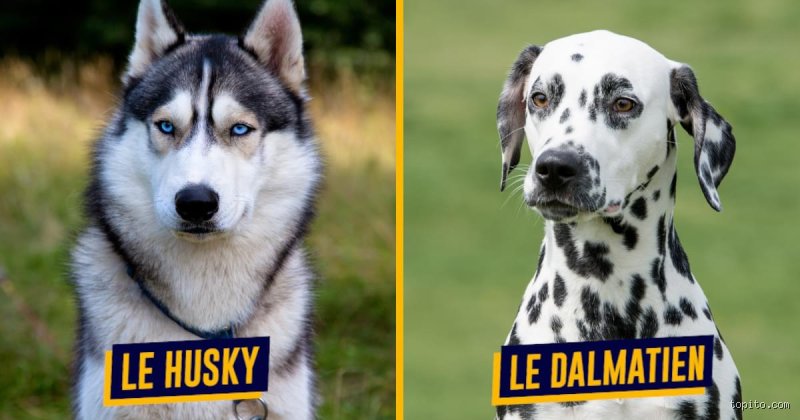 Quelle est la race de chien la plus difficile à éduquer ? Mon avis après avoir vu des dizaines de cas
