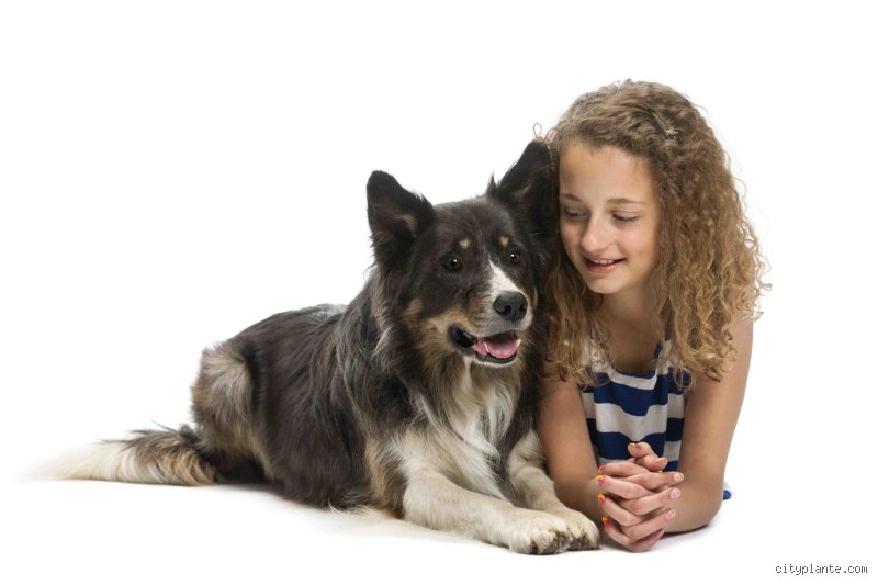 Quelle est la race de chien la plus gentille : critères, exemples et réalités