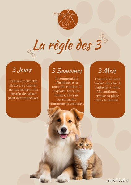 Quelle est la règle des 3 chez le chien et pourquoi est-elle le secret d'une adoption réussie ?