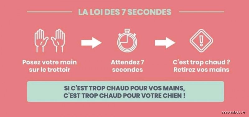Quelle est la règle des 7-7-7 pour les chiens ? Comprendre enfin cette méthode d'adoption pour une intégration réussie