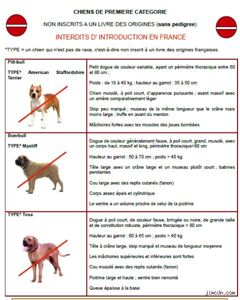 Tout savoir sur la règle du 2 pour 1 pour les chiots : le secret d'une éducation équilibrée sans s'épuiser