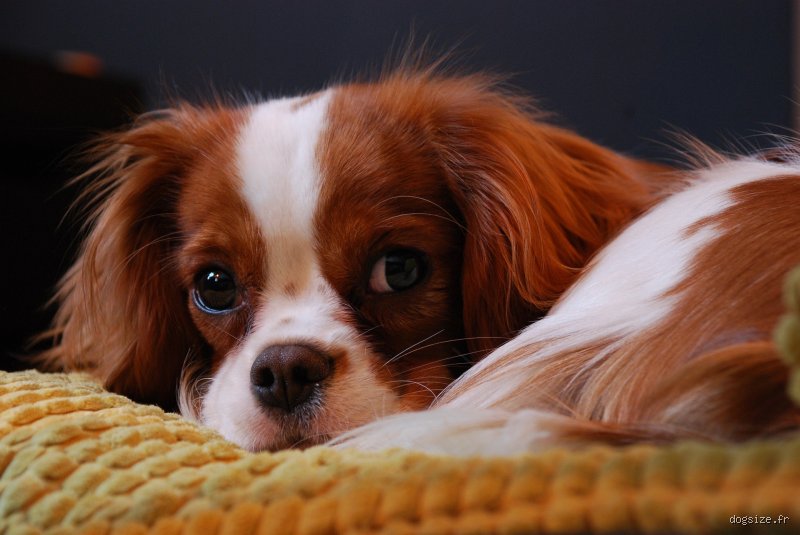 Quelle race de chien très calme ?