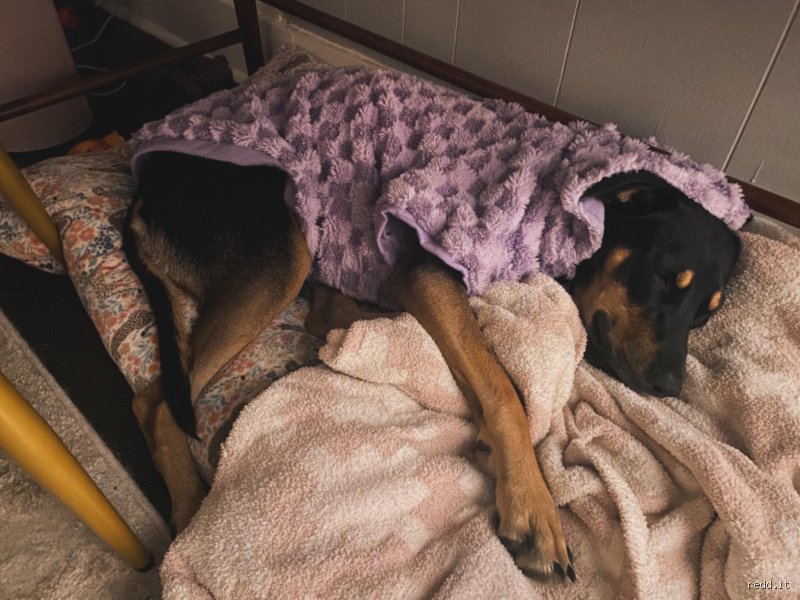 À quelle heure un chien doit-il faire pipi avant d'aller au lit pour garantir des nuits sans accidents ?