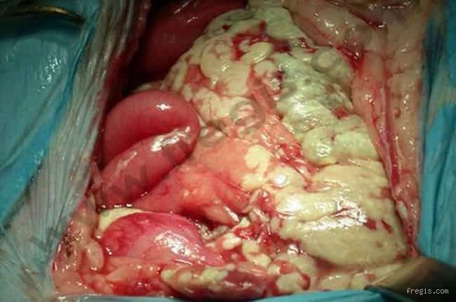 À quoi ressemble une pancréatite en phase terminale chez le chien ? Comprendre l'agonie silencieuse et les signes de la fin