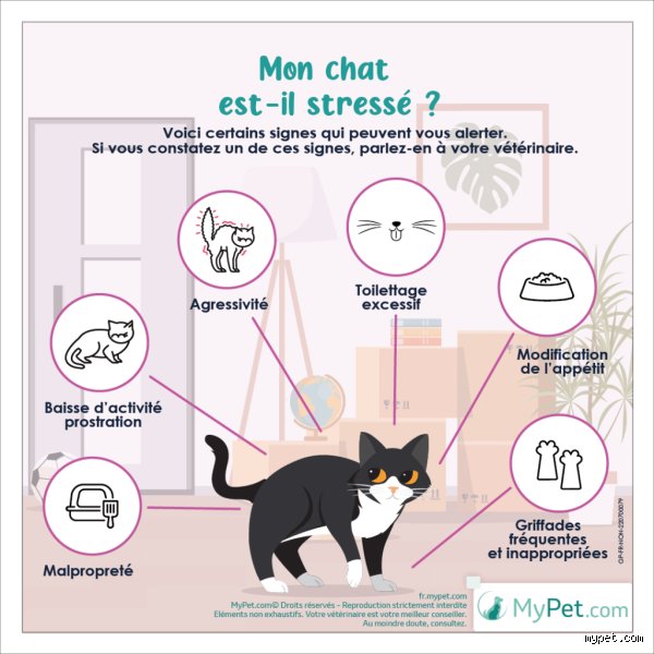 Avoir un chat réduit le stress ? Ce que la science et le ronronnement disent vraiment sur notre santé mentale
