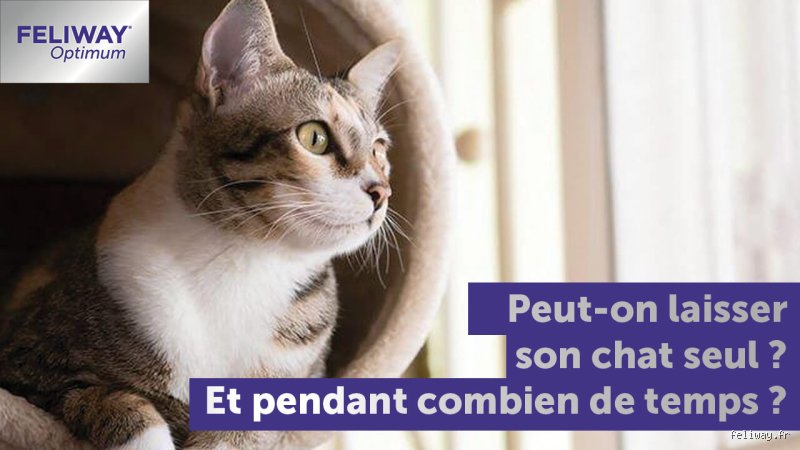 Combien de temps peut-on laisser deux chats seuls sans risquer le drame ou l'ennui profond à la maison ?