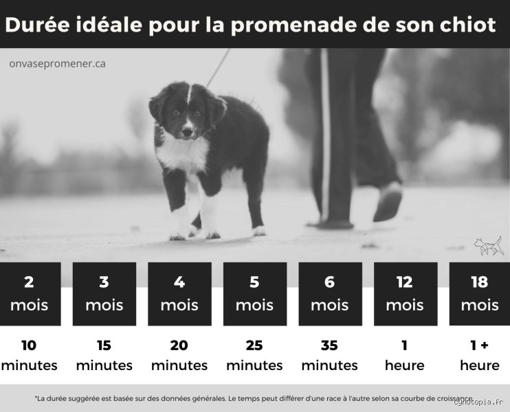 Combien de temps représentent 10 minutes pour un chien ? La vérité scientifique sur la perception temporelle de nos canidés