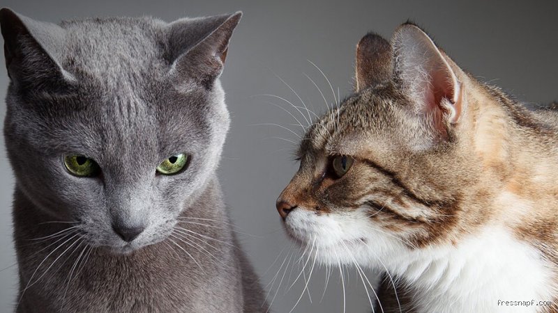 Combien de temps un chat accepte un autre chat ? La réalité brute derrière la cohabitation féline en appartement ou maison