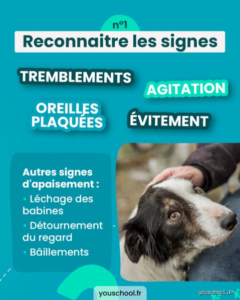 Comment aider un chien à surmonter sa peur : comprendre les mécanismes profonds pour restaurer la confiance de votre compagnon