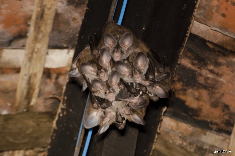 Comment calmer une chauve-souris ?