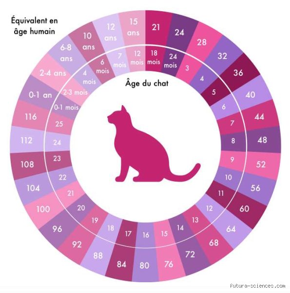 Comment déterminer l'âge d'un chat ?