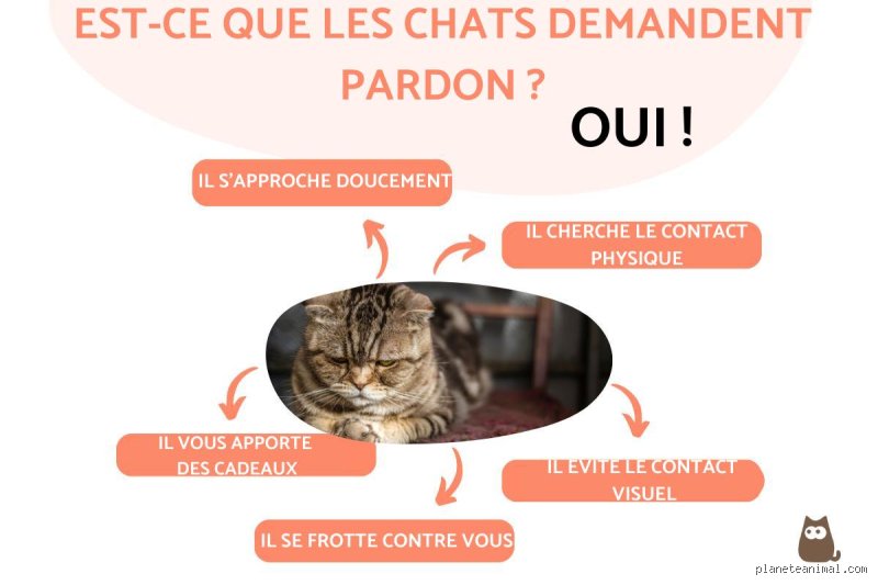 Comment dire « Je suis désolé » à un chat sans passer pour un humain totalement déconnecté ?