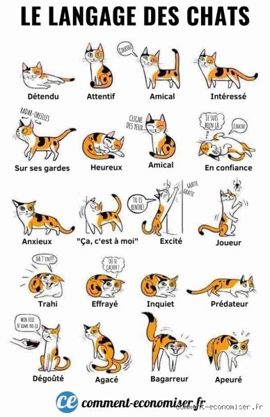 Comment dire viens en langue chat ?