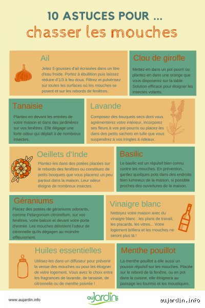 Guide expert et méthodes éprouvées pour savoir comment éloigner les mouches noires durablement