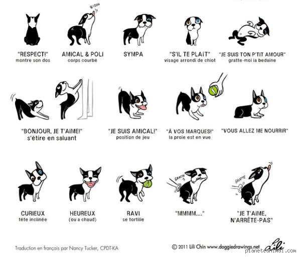 Comment faire comprendre à un chien que c'est pas bien sans briser la confiance qui vous unit ?