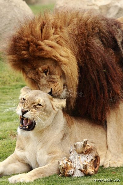 Comment le lion fait l'amour : une danse sauvage et complexe au cœur de la savane