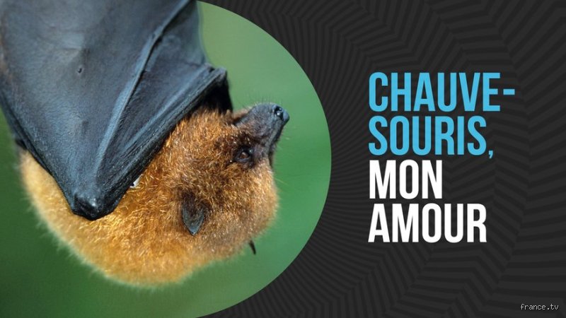Comment les chauves-souris font l'amour : secrets et comportements étonnants