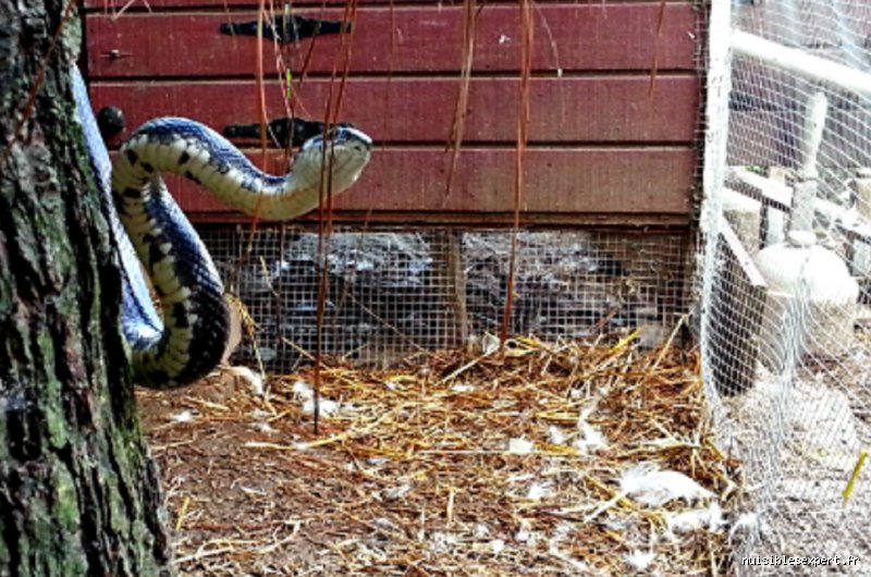 Comment ne pas avoir de serpent chez soi ?
