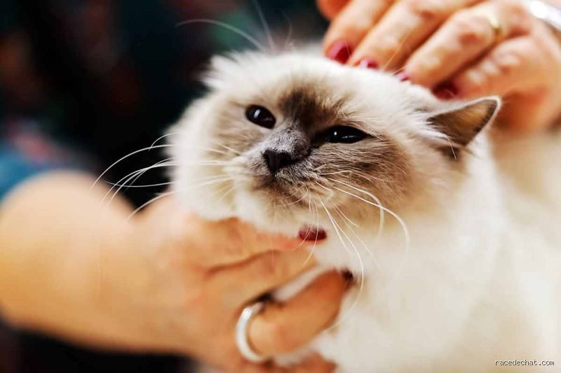 Comment nettoyer un chat sans le laver ?