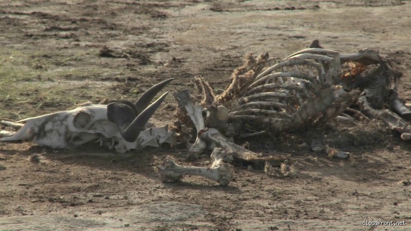 Comment on appelle le cadavre d'un animal ?
