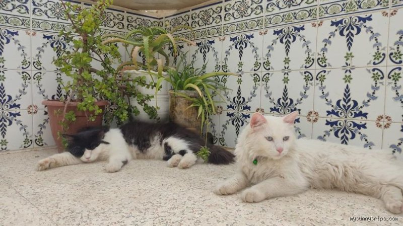 Comment ramener un animal du Maroc en France ? Guide complet et procédures obligatoires