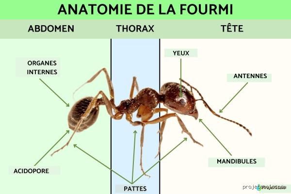 Comment s'appelle le cri de la fourmi ?