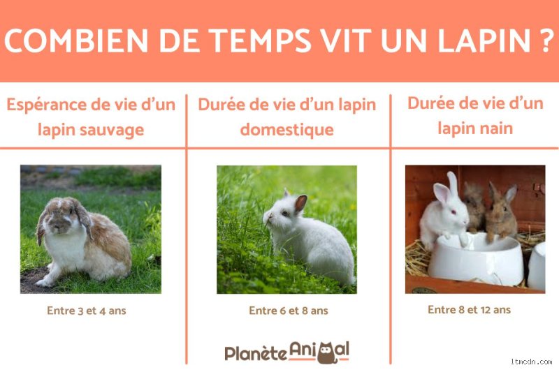 Comment s'appelle un animal qui vit le jour ?