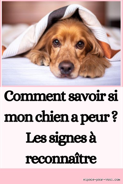 Comment savoir que mon chien a peur de moi ?