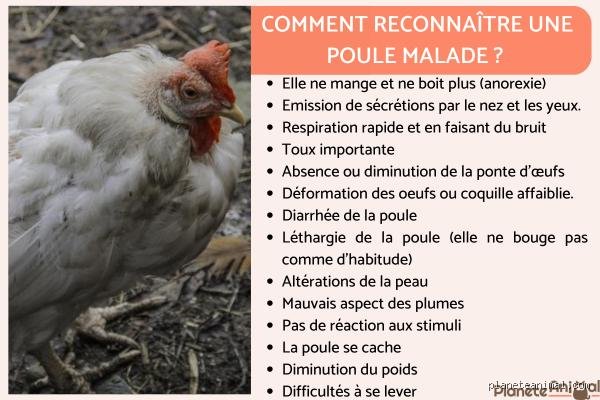 Comment savoir si une poule est triste ?