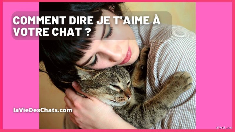 Comment un chat dit "je t'aime" : décryptage des signes d'affection secrets de votre félin