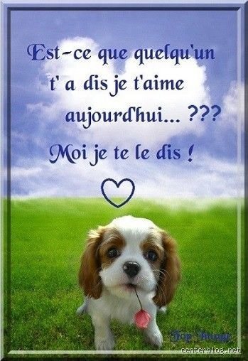 Comment un chien dit "je t'aime" ? Décrypter le langage secret et les preuves d'affection de votre fidèle compagnon