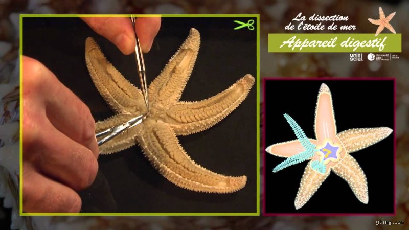 Comment vit une étoile de mer : plongée dans leur univers fascinant