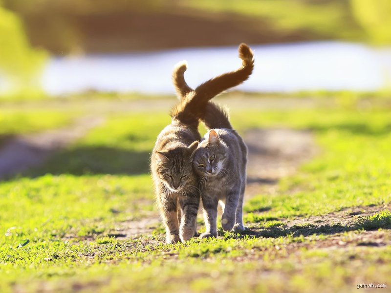 Est-ce qu'un chat est plus heureux seul ou à deux ? Le grand dilemme entre solitude assumée et colocation imposée