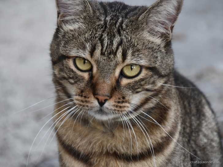 Est-ce qu'un chat ressent la mort de son maître ? La vérité sur le deuil félin loin des clichés habituels