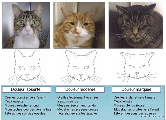 Est-ce qu'un chat souffre de l'absence de son maître ? La vérité sur l'attachement félin au-delà des clichés