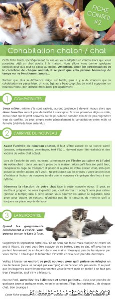 Est-ce qu'un vieux chat peut supporter un chaton ? Le guide complet pour une cohabitation sereine entre générations