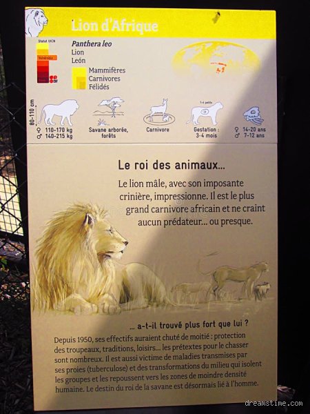 Y a-t-il réellement des lions en France ? La vérité sur les grands félins sur notre territoire