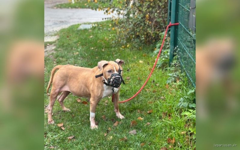 Est-ce que la SPA peut refuser un chien ?