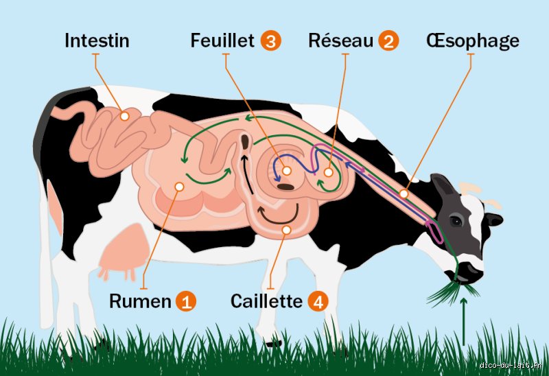 Est-ce que la vache a 3 estomacs ?