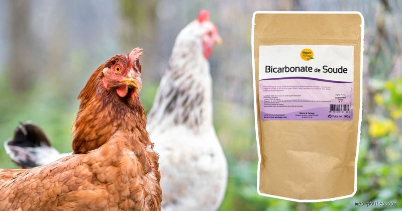 Bicarbonate de soude pour les poules : Bonne ou mauvaise idée ?