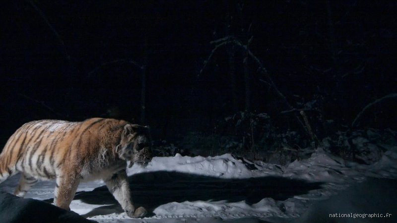 Est-ce que le tigre tue pour le plaisir ? Analyse d'un mythe sanguinaire à la loupe