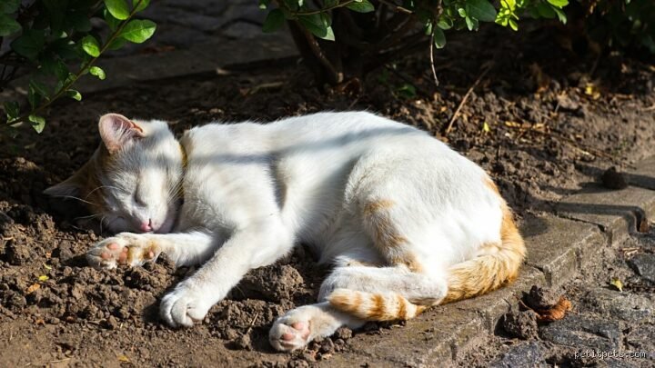Est-ce que les chats dorment dehors ? Mon avis nuancé sur la survie nocturne de votre félin