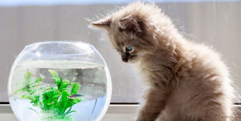 Pourquoi Mon Chat Déteste-t-il l'Eau ? Le Guide Ultime pour Comprendre (et peut-être Changer) ça !