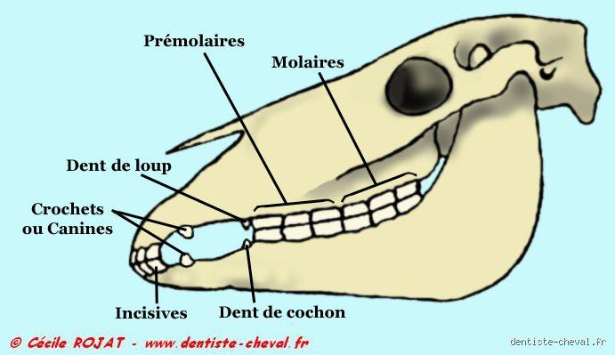 Est-ce que les cochons ont des dents ?