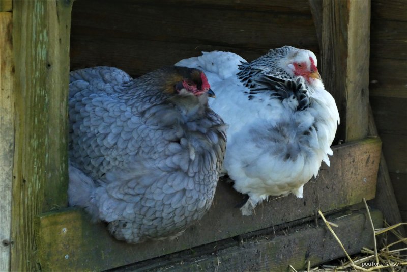 Est-ce que les poules dorment ?